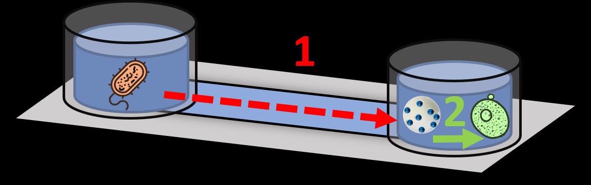 Nano-Scale Translating Device Allows Unrelated Organisms to Communicate.