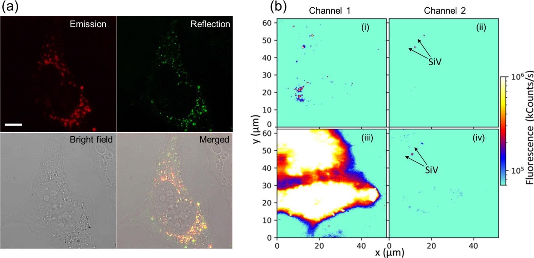 NDSiV-polymer for dual-color cell imaging. (a) Confocal microscopy cell images showing efficient cell uptake. Emission and reflection channels demonstrated very good colocolization (?ex = 561 nm, ?em = 700–758 nm, ?re = 556–566 nm, scale bar = 10 µm). (b) Fluorescence cell images obtained by a customized confocal microscope (?ex = 532 nm) with two detection channels (1 – ?em = 575 nm and longer, 2 – ?em = 720–760 nm).