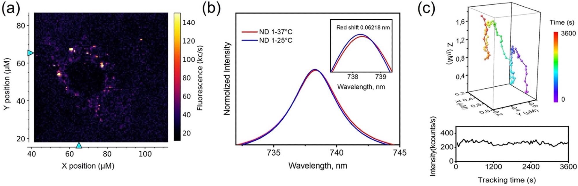 NDSiV-polymer for living cell thermometry and intracellular tracking. (a) Custom-built confocal image of a living A549 cell with uptaken NDSiV-polymer nanoparticles. (b) Position of ZPL peaks of NDSiV-polymer at 25 and 37 °C. (c) Trajectory of NDSiV-polymer tracked in intracellular space.
