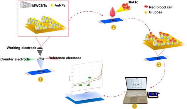 Schematic depicting HbA1c and total Hb detection in blood using MWCNTs/AuNPs/SPCE electrodes.