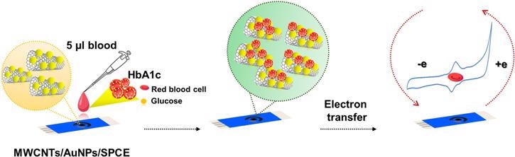 The sensing protocol for electrochemical detection of HbA1c and total Hb in blood samples. The MWCNTs/AuNPs/SPCE electrode components are shown in the orange circle, with the MWCNTs shown as tubes and the AuNPs denoted as yellow spheres.