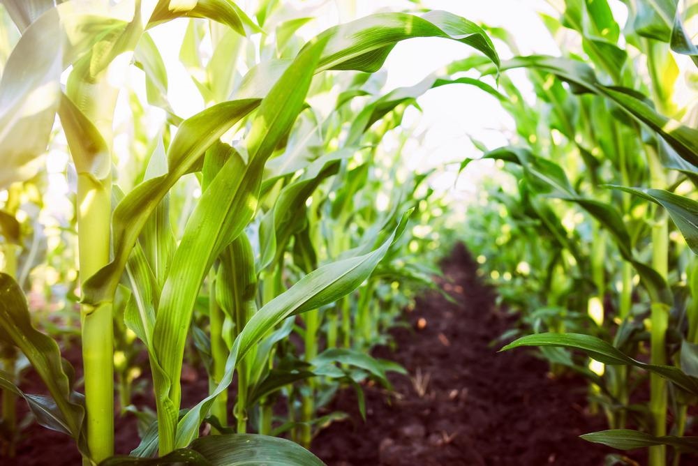 Studying Nanoparticle Impact on Crops Informs Safe Agriculture