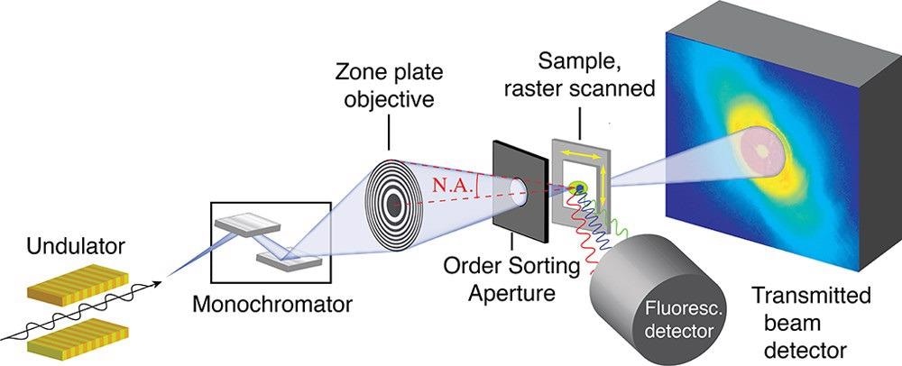 Schematic of a scanning transmission X-ray microscope. Adapted with permission from ref (45). Sample is raster scanned through the focused X-ray beam. In conventional STXM, transmission is measured by a serial detector downstream of the sample. In ptychographic STXM, a diffraction pattern is measured with a pixelated detector downstream of the sample, as shown in the figure.