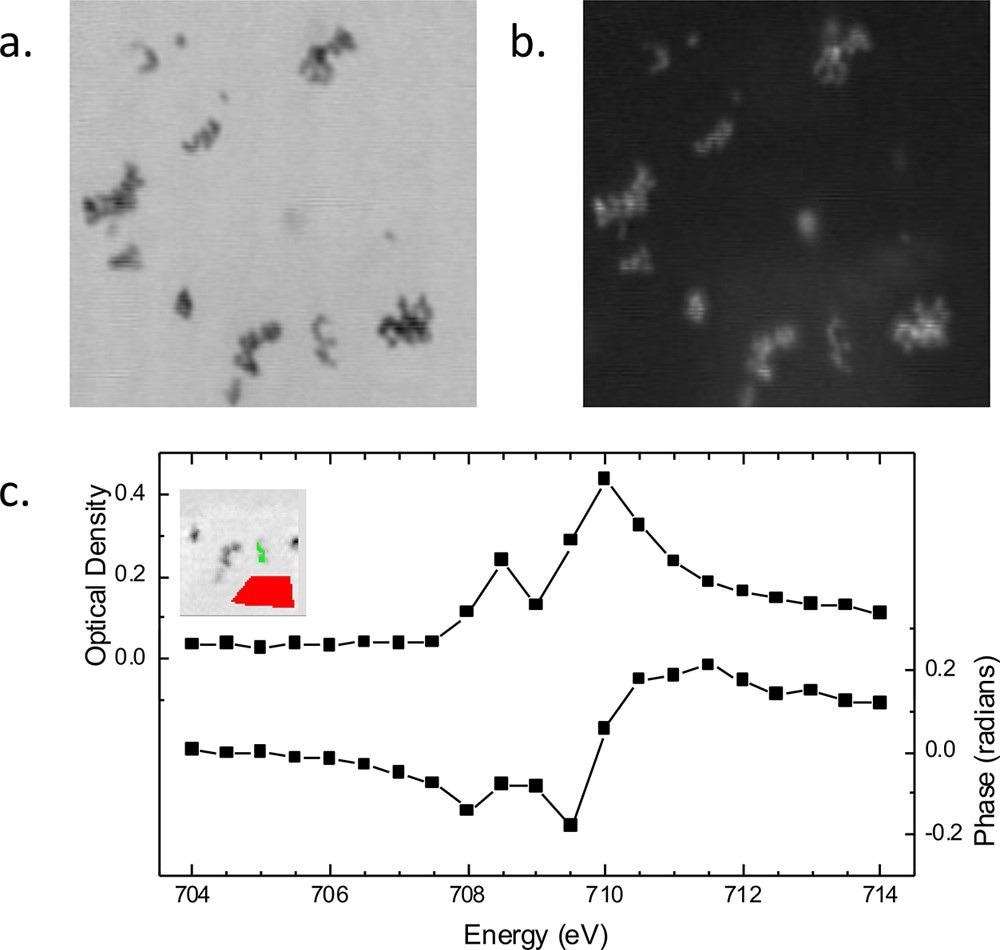 Spectroptychography of 30 nm diameter Fe2O3 nanoparticles. Amplitude (a) and phase (b) ptychography images, recorded at 710.0 eV. Image size is 2.1 × 2.1 µm. (c) Absorption (optical density) and phase Fe L3 spectra obtained from this sample. (Inset) Region from which the sample signal for amplitude and phase (green region) was extracted. Amplitude signal from an open area (red region) was used for the incidence flux in the calculation of the sample optical density using Beer’s law, -ln(I/Io).