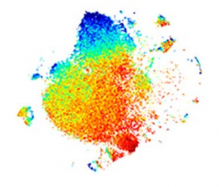 Scientists Identify Two Subsets of Neutrophils, Likely to Help in Treatments that Address Inflammatory Diseases.
