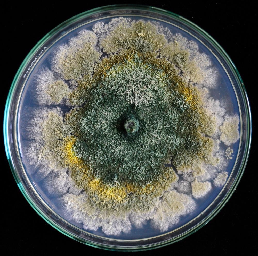 Green Synthesis of Nanoparticles for Agricultural Applications
