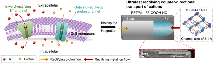 Researchers Develop a Productive Nanodevice, Likely To Filter Proton and Alkaline Metal Ions.