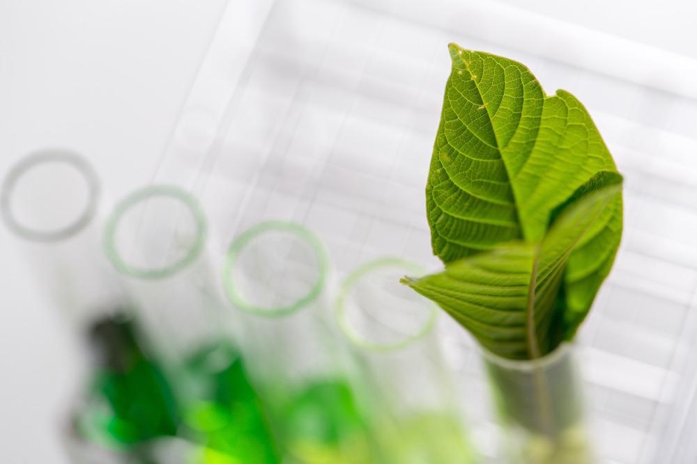 A New Method to Directly Convert Lignin into Carbon Foams