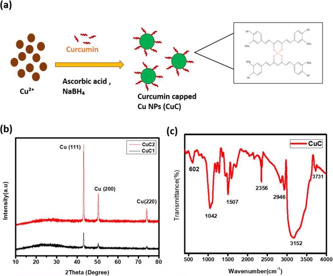 (a) The schematic illustration of formation of curcumin capped Cu NPs (CuC). (b) XRD pattern of curcumin assisted Cu NPs. (c) FTIR spectra of the sample.