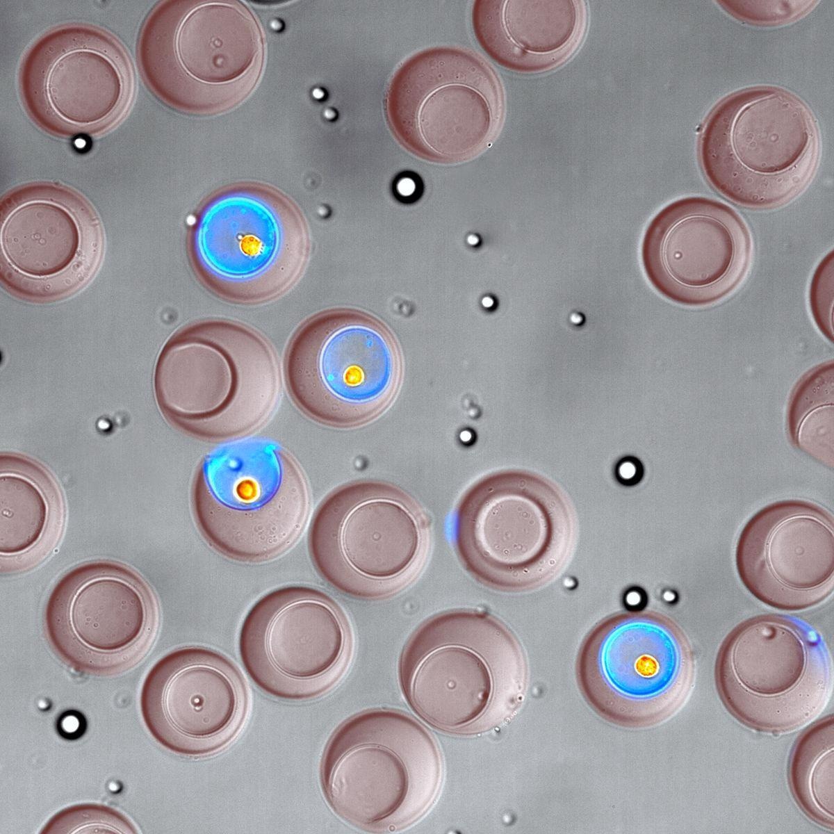 Research Shows How Genetically Modified Cells may Help to Release Antibody Drug.