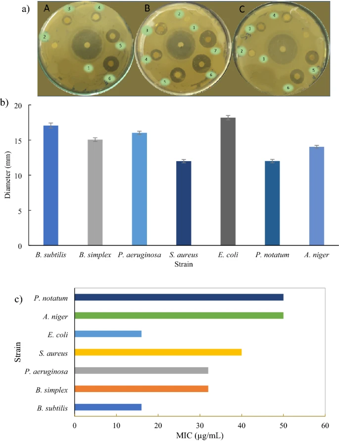 The anti-microbial potential of Au NPs: (a) Zones of inhibition of model bacterial strains (A) B. simplex, (B) E. coli, (C) S. aureus; 1: Ampicillin; 2–7: 10–50 µL/mL Au NPs. (b) Graph showing maximum diameter for zones of inhibition of various microbial strains. The error bars show the standard deviation. (c) Graph showing MIC values of various microbial strains.