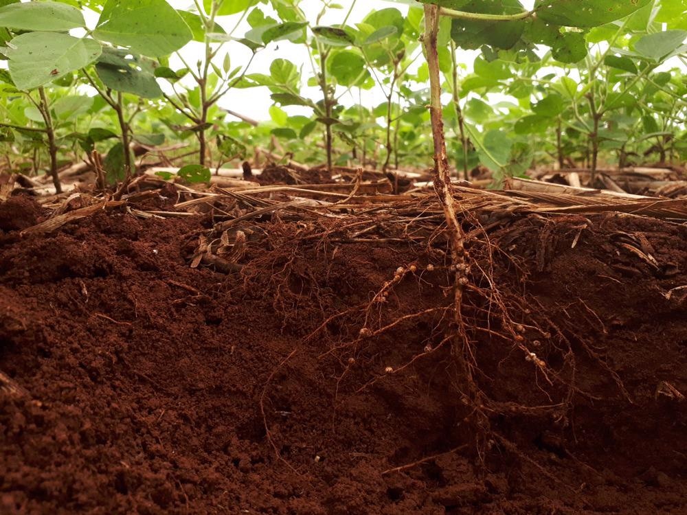 The Molecular Processes Behind Graphene-Plant Root Interactions
