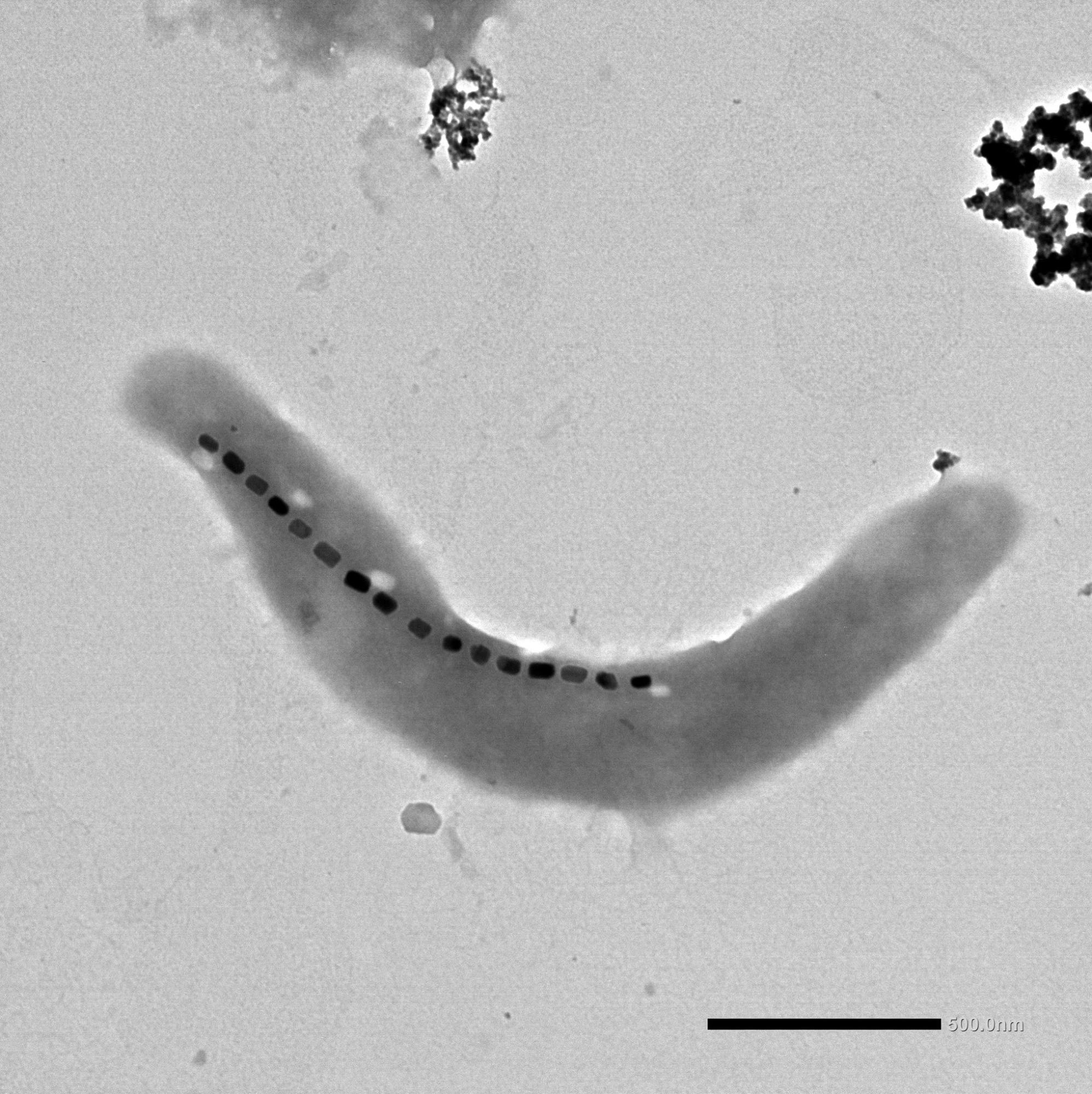 Researchers Propose New Method to Determine Features of Magnetic Nanoparticles