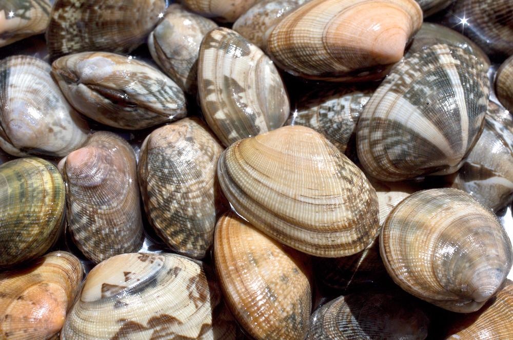 Using Proteomics to Understand the Risk of Marine Nanotoxicology