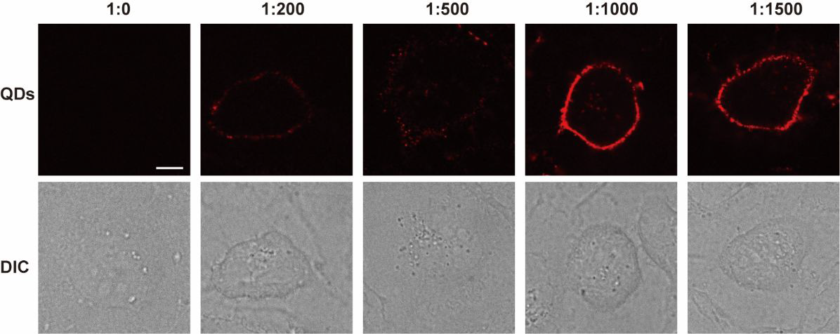 Incubation of MDCK cells with different ratios of HaloTag ligand-modified quantum dots. (Scale bar: 10 µm)