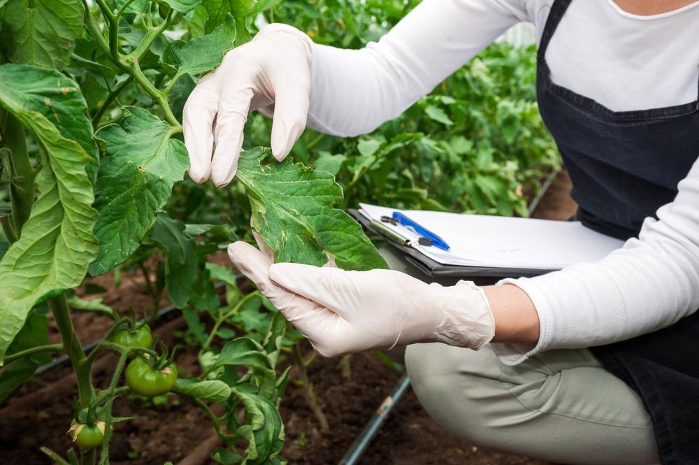 Heat Exposure Impacts Plant Protein Corona Structure in Food Nanoparticles