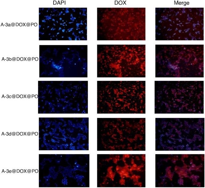 The CLSM images of the drug loaded nanocarriers-coated with leaf extracts treated with HEK-293 cell lines. The used concentration of the nanoparticles: 17.5 µg/mL. The scale bar is same as the Fig. 7.