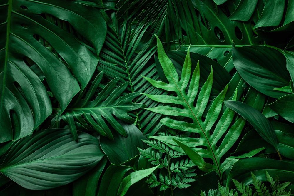 Mass Manufacture of Leaf-Like Paper Supercapacitor Electrode