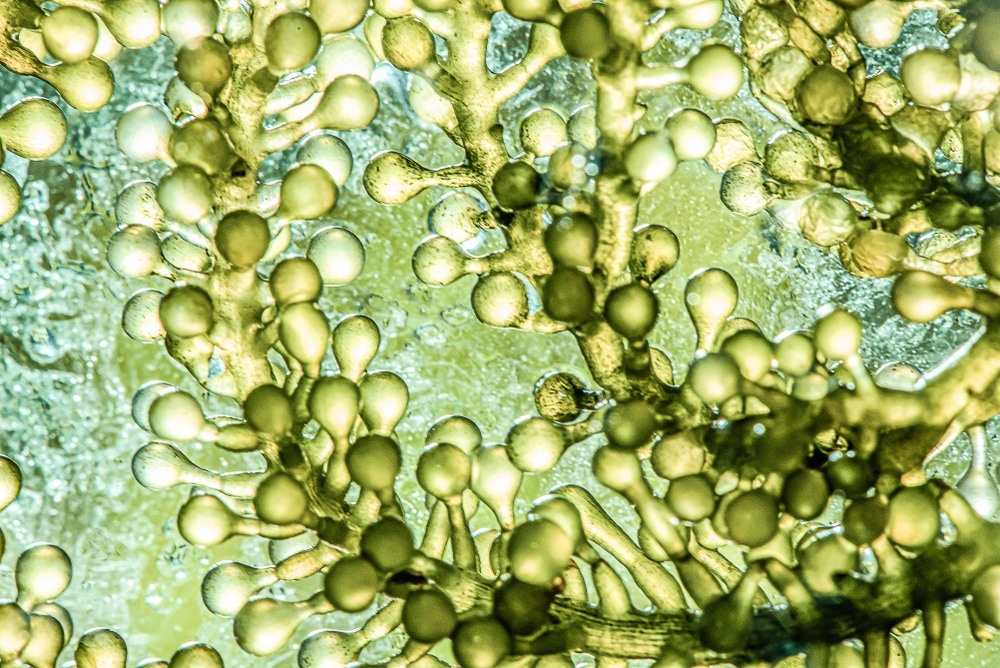 Can Microalgae and Carbon Nanomaterials Help With Sustainable Science?