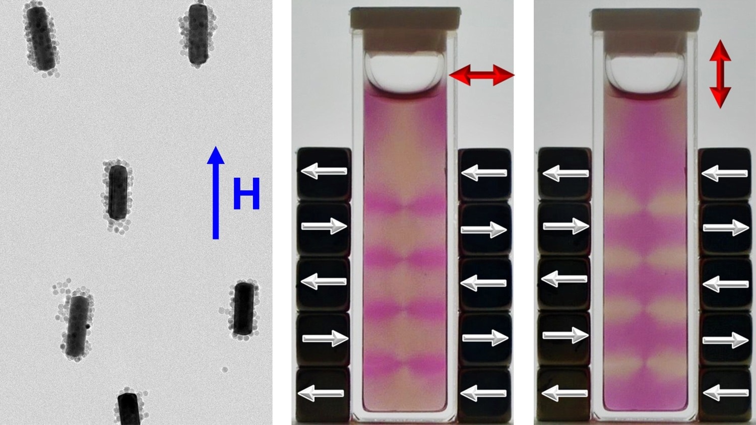 Researchers Design Technique to Align Gold Nanorods with Magnetic Fields.