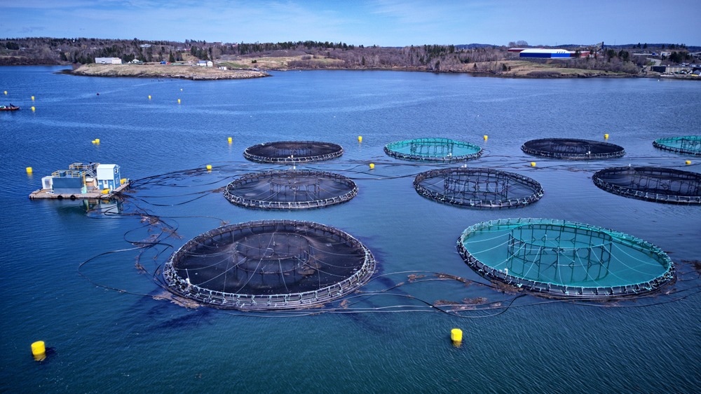 How Nanotechnology Can Make a Splash in Aquaculture