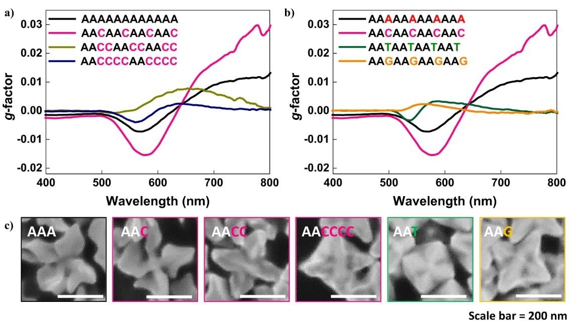 Oligomer sequence-programmed chirality evolution. a The chiroptic response of chiral gold nanoparticles synthesized with a 12-mer oligomer with consecutive Cytosine spacer length control from 0, 1, 2, and 4. b The chiroptic response of chiral gold nanoparticles synthesized with a 12-mer oligomer with spacer nucleobase control while maintaining consecutive Adenine length constant at 2. c High-magnification SEM image of sequence-programmed gold nanoparticle synthesis