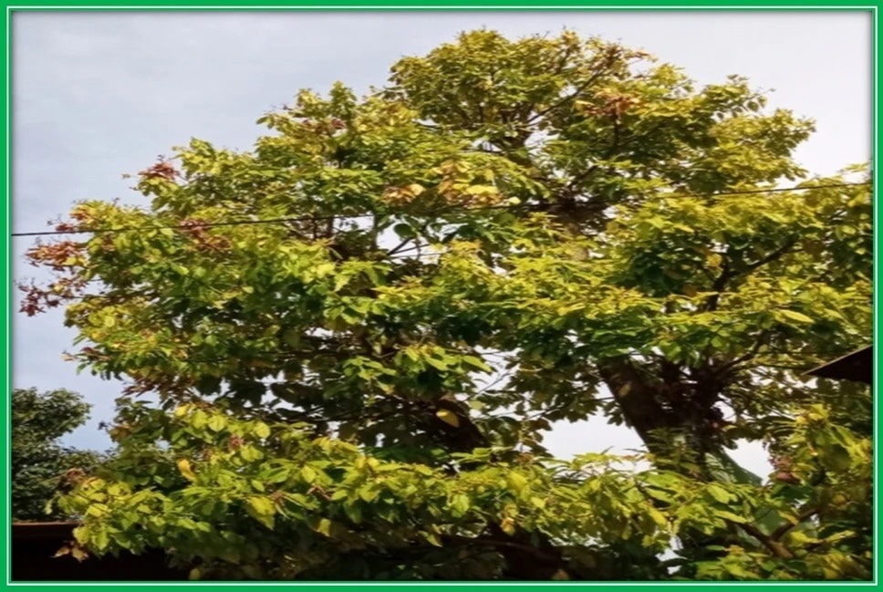 Avocado (Glycosmis cochinchinensis) Leaf extracts plant and its fruit taken from local area of Dambi Dollo Town, Oromia, Ethiopia.