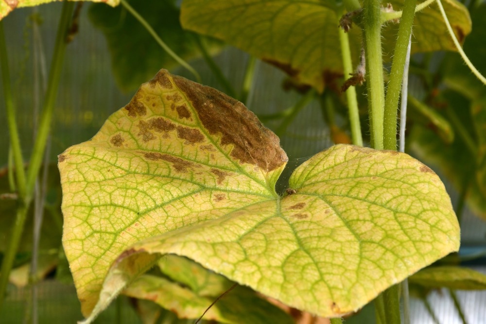 Nanotechnology: Agriculture