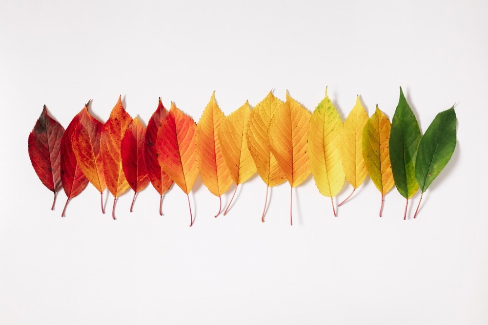 Color Change Studied in Real Time for Electrophoretic Displays
