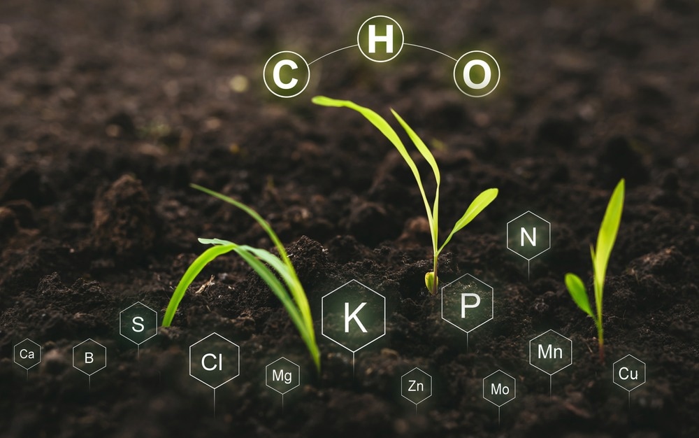 Nanocellulose Fibers Explored as Nutrient Carriers to Improve Fertilizers