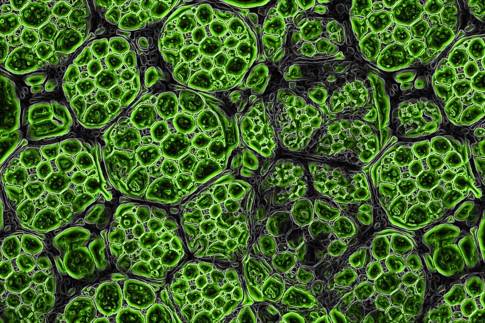 Innovative Photonic Crystal and Single Quantum Dot Imaging Platform