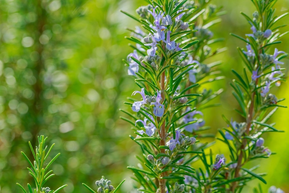 Assessment of Nanoparticles Bioengineered Using Rosemary