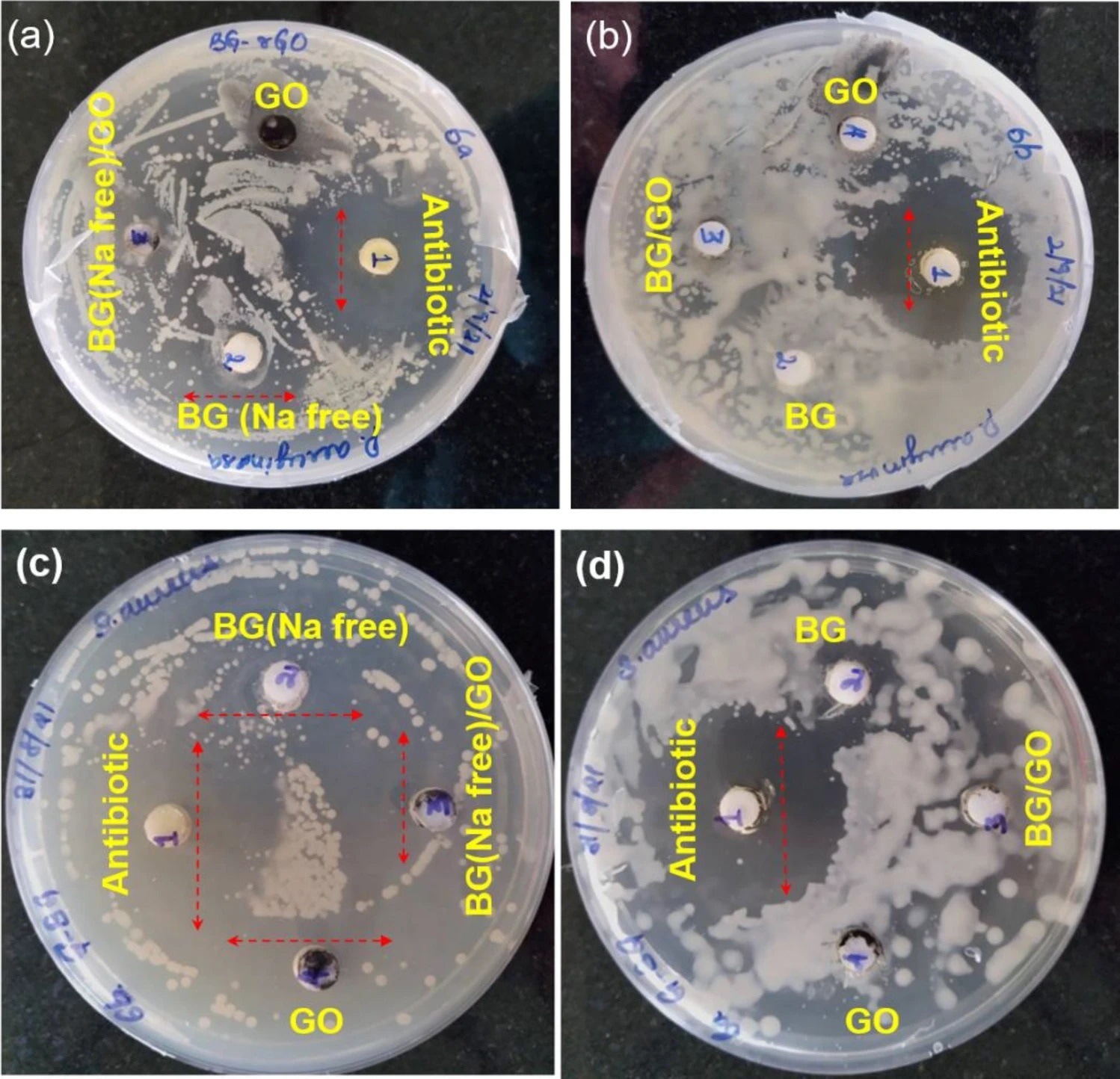 Photographs of antibacterial activity with (a) BG (Na-free), GO and BG (Na-free)/GO nanocomposite against P. aeruginosa, (b) BG and BG/GO nanocomposite against P. aeruginosa, (c) BG (Na-free), GO, and BG (Na-free)/GO nanocomposite against S. aureus, (d) BG and BG/GO nanocomposite against S. aureus.