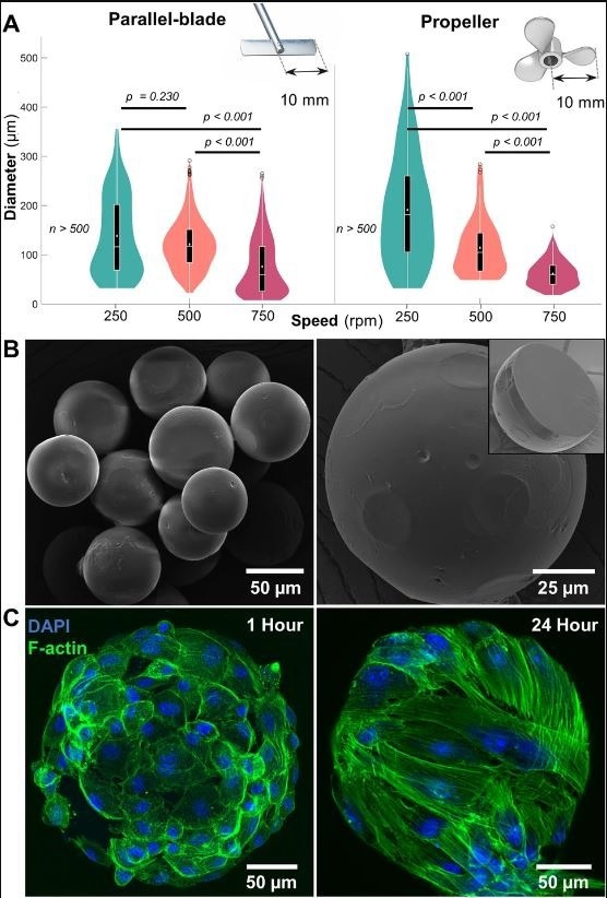 Microgel fabrication and characterization. (A) Size distribution of gelatin microgels made using straight-blade and propeller impellers at mixing speeds of 250, 500, and 750 rpm (n?=?500). Violin plot: White dots and lines represent mean and median, respectively. Black boxes, whiskers, and circles represent interquartile ranges, 25/75 quartile ranges, and outliers, respectively. (B) Scanning electron micrographs of dehydrated microgels with reduced size and a smooth outer surface. (Inset) Cross-section of a dehydrated microgel showing the core with a uniform, densely packed matrix. (C) Confocal micrographs of hydrated gelatin microgels seeded with mesenchymal stem cells showing a stretched cytoskeleton within 24 h. © Patrick, M.D., Keys, J.F., Suresh Kumar, H. Annamalai, R.T. (2022).