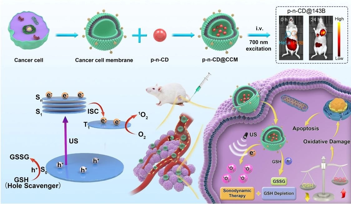 Schematic illustration of cancer cell membrane encapsulated NIR-phosphorescent CDs with long-lived triplet excited states (T1) for tumor-specific NIR imaging and precision sonodynamic therapy. Geng, B. et al. (2022).
