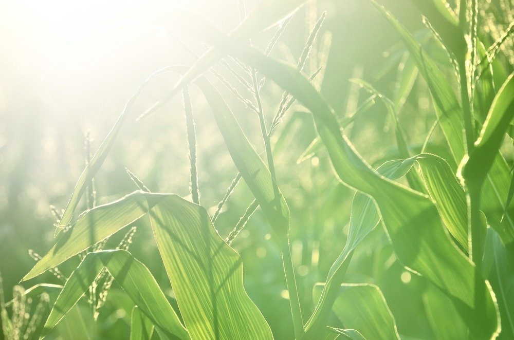 What Threat Do Nanoplastics Pose to Terrestrial Plants?