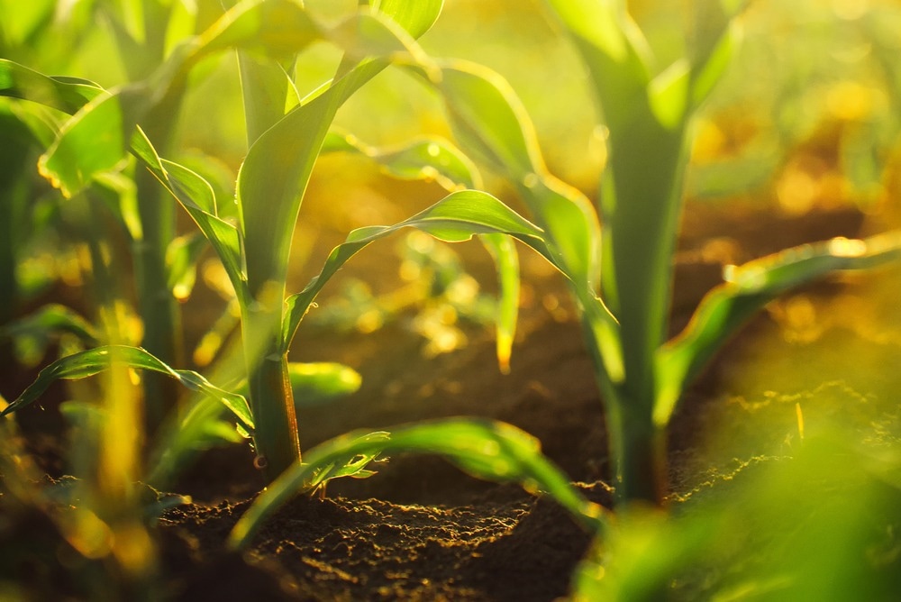 Carbon Nanoparticles Promote Growth and Enhance Crops