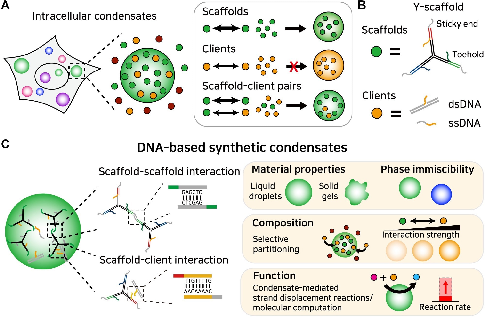 Programmable organization and function of DNA-based synthetic condensates.