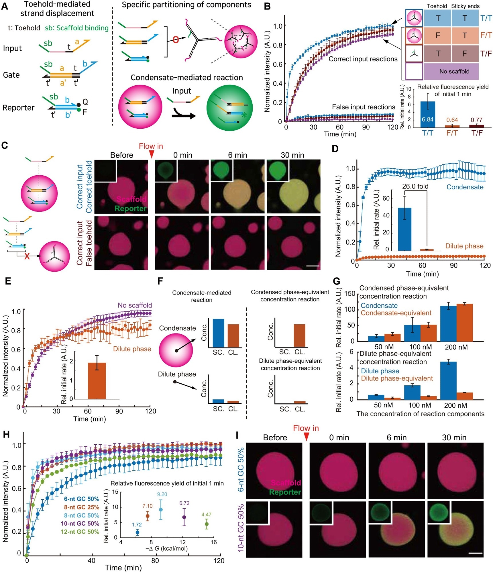 Quantitative analysis of condensate mediated strand displacement reactions.