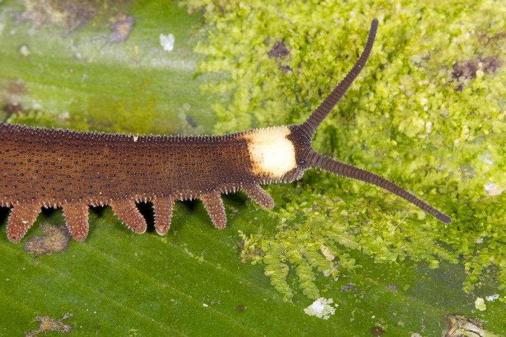 Nanoanalysis of Velvet Worm Slime