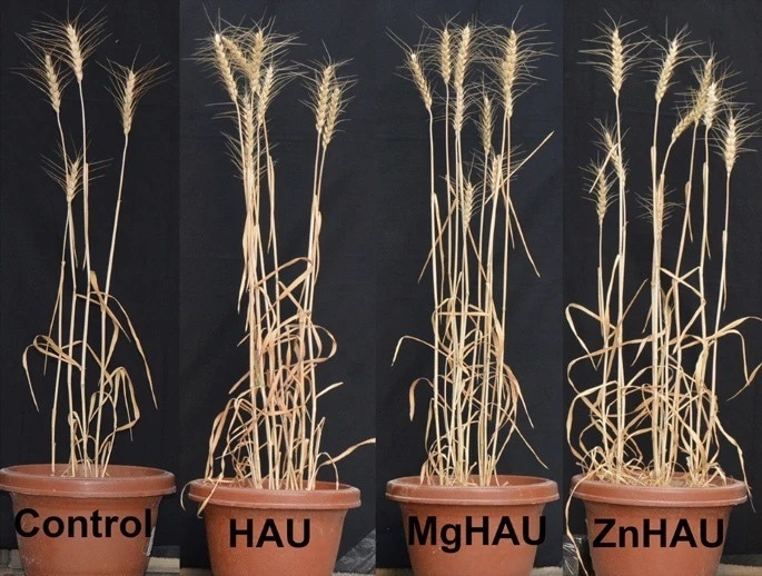 Wheat plants (at maturity) treated with nitrogen fertilizers, left to right: Control (Urea Fertilizer-100% RDNPK), HAU (Hydroxyapatite-Urea 50% Suspension-50% RDN?+?100% RDPK), MgHAU (Mg doped-Hydroxyapatite-Urea 50% Suspension-50% RDN?+?100% RDPK), and ZnHAU (Zn doped-Hydroxyapatite-Urea 50% Suspension-50% RDN?+?100% RDPK) in a pot experiment setup.