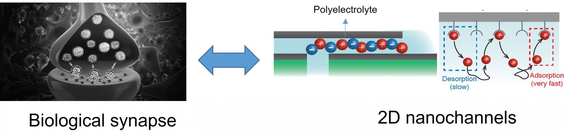 Long-Term Memory Discovered in 2D Nanofluidic Channels