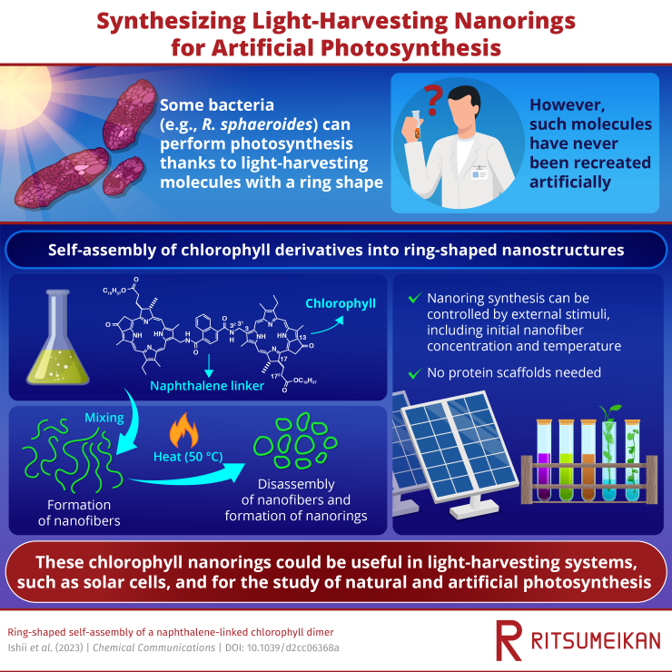 Chlorophyll Derivatives to Replicate Elusive Nanorings
