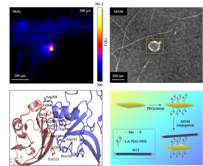 Killing Cancer Cells with Novel 2D Material with Virus