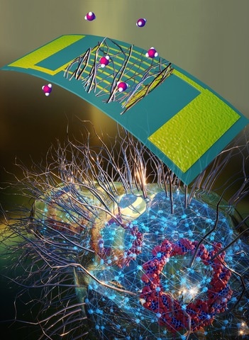 “Electronic Nose” Ushers in Biological Paradigm in Electrical Engineering