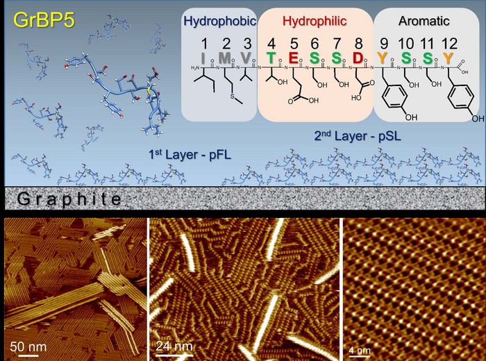 Observation of Molecular Self-Assembly of Peptides and Understanding the Mechanism of Seamlessly Bridging Biology with a Technological Solid