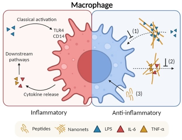Multi-Functional Synthetic Peptide Nanonets for Bacterial Infections
