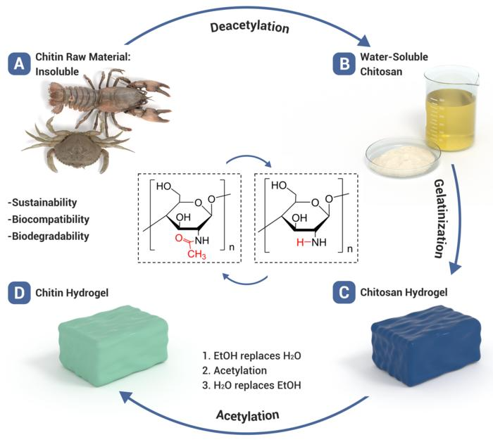 Chitin Hydrogel Shows Potential in Biomedical Applications