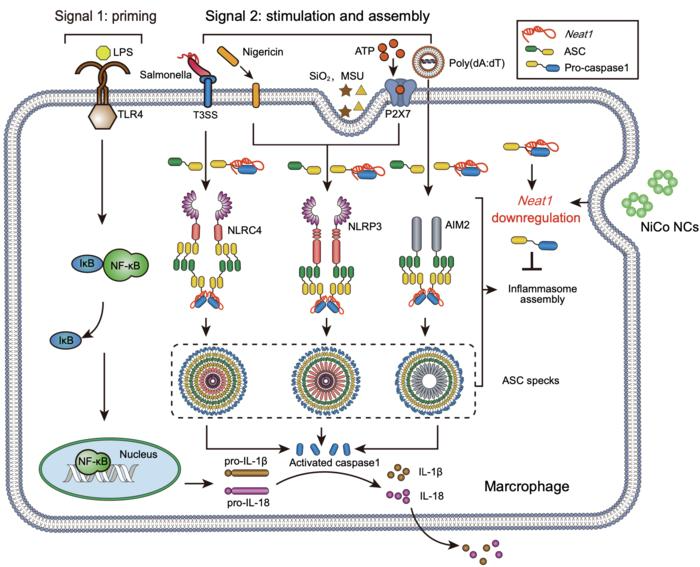 Nanomaterials Help Promote Inflammasome Activation