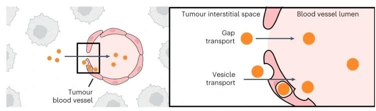 New Theory Explains How Nanoparticles Enter and Exit the Tumors